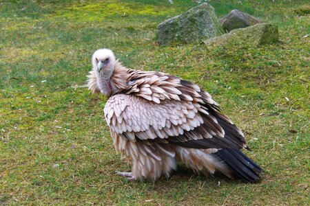 Plumage wild animal nature