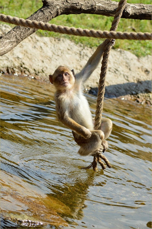 Animal wildlife wild