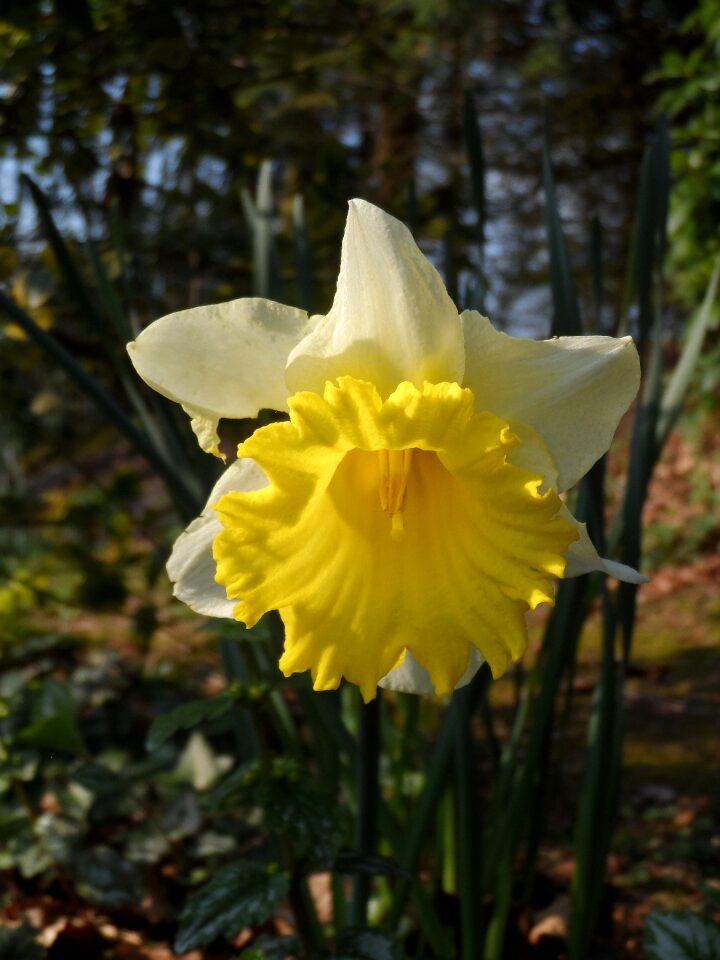 Yellow nature curved