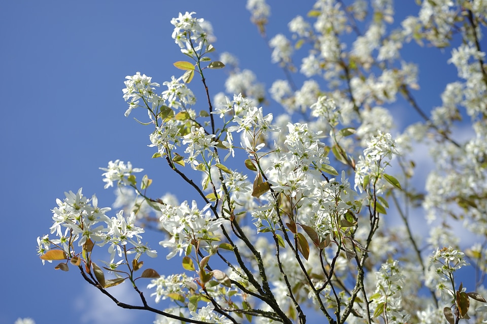 Blütenmeer spring tree