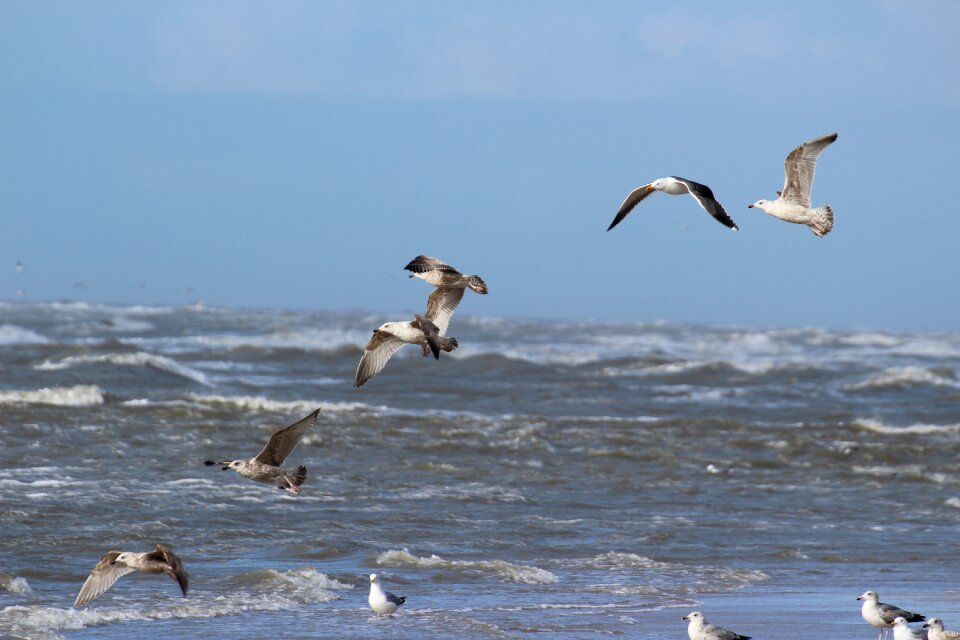 Beach sea holland