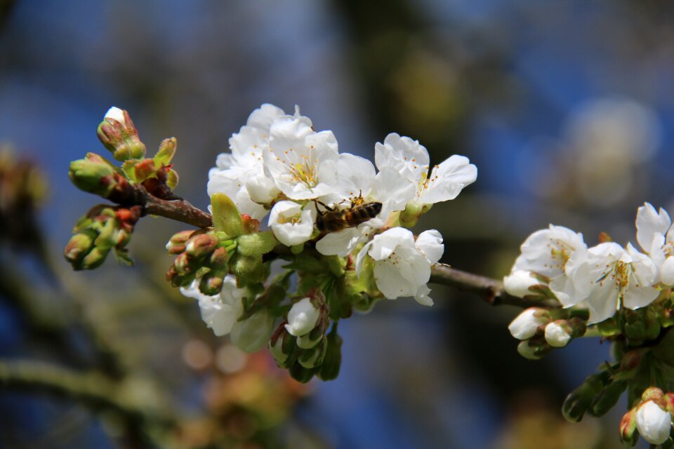 Flower forager cherry blossoms