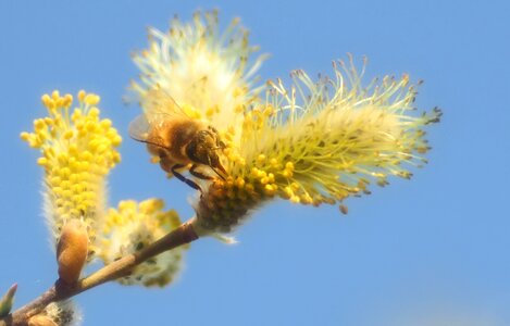 Macro honey bee pollen photo