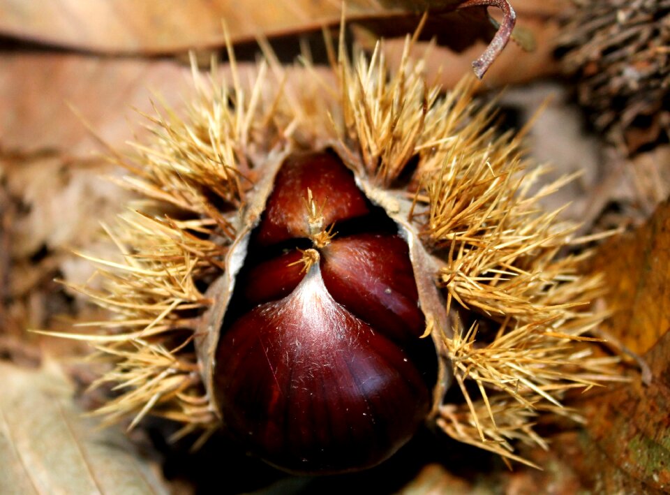 Autumn prickly forest floor