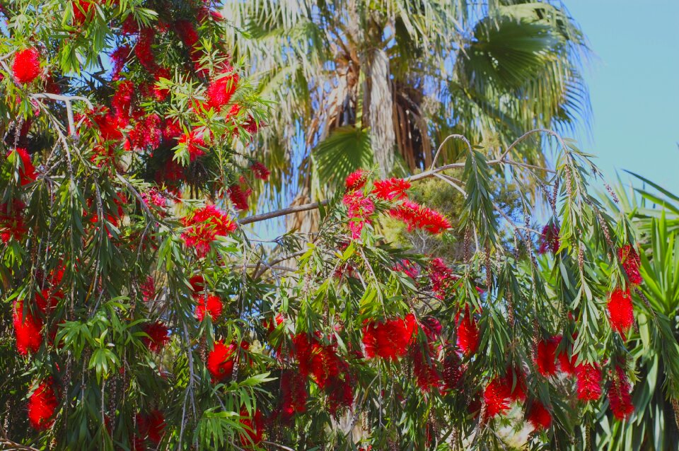 Spring red flower garden