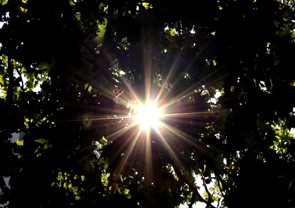 Sun sunbeam tree