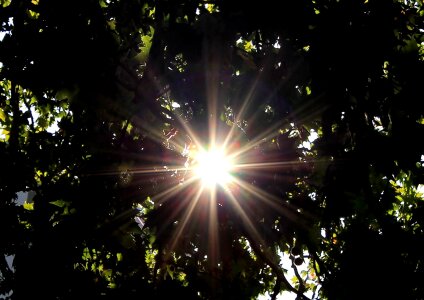 Sun sunbeam tree
