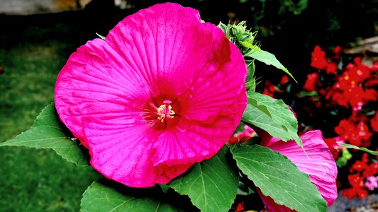 Hibiscus flower garden pink