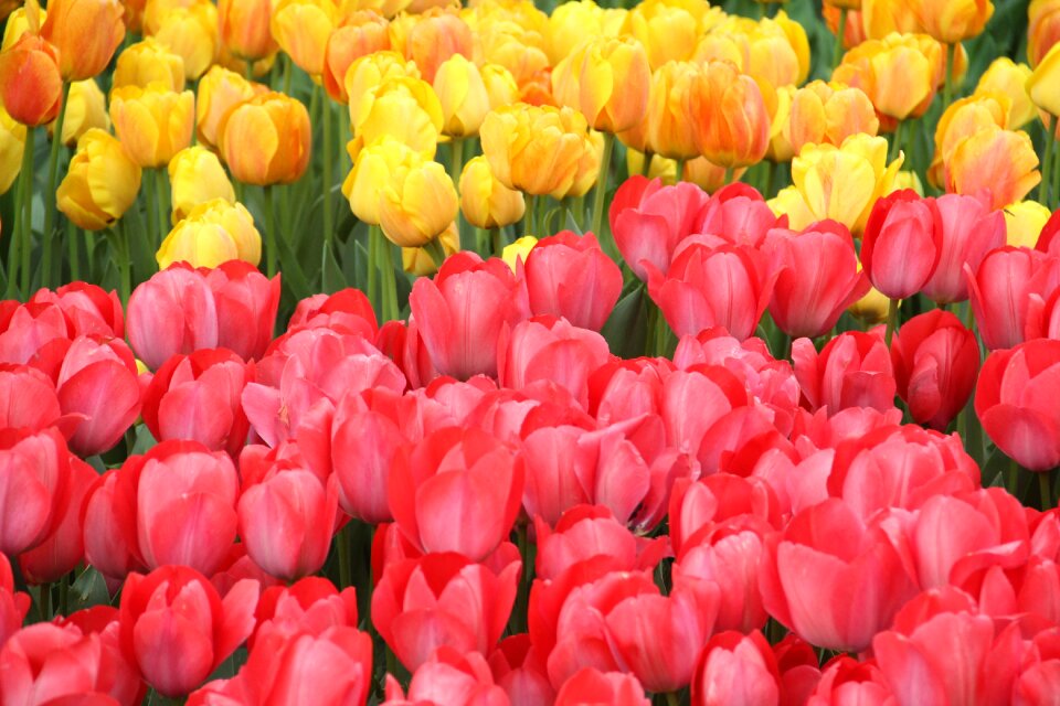 Flower macro istanbul