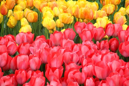 Flower macro istanbul