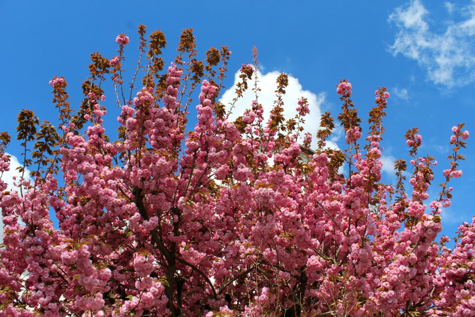 Pollination nature spring flowers