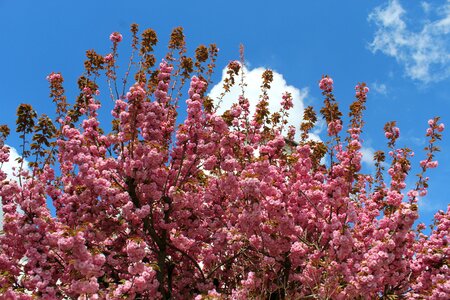 Pollination nature spring flowers