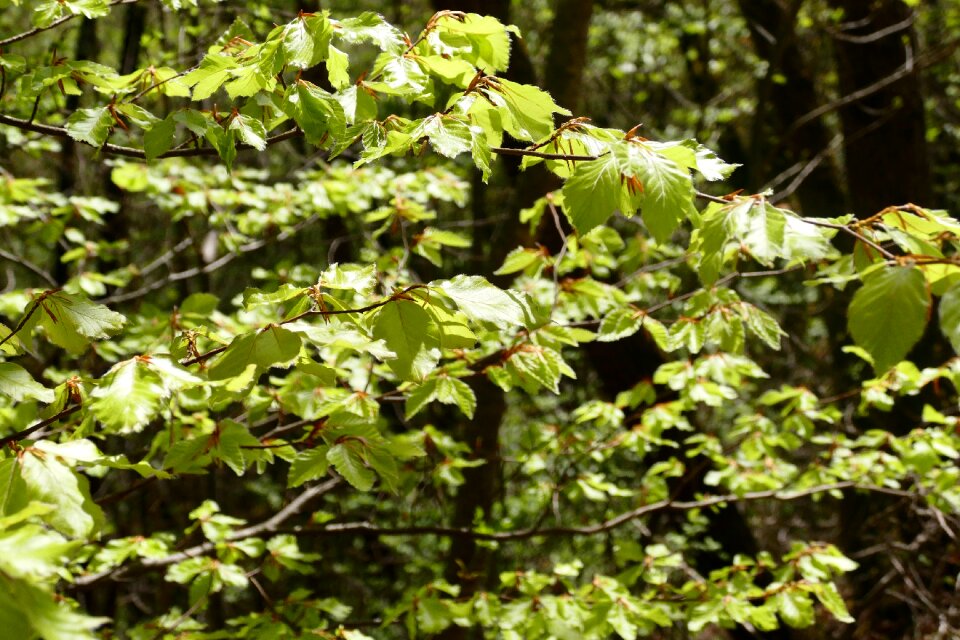 Tree branch green