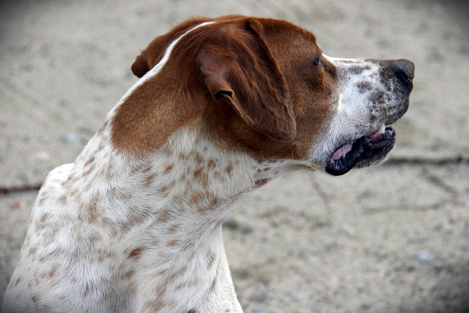Hunting dog pet animals