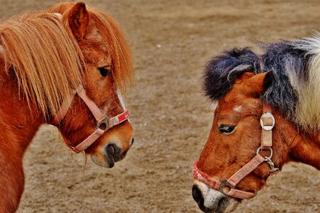 Hoofed animals good aiderbichl sanctuary photo