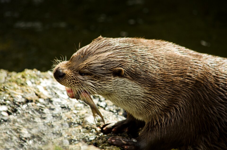 Otter eat wild animal