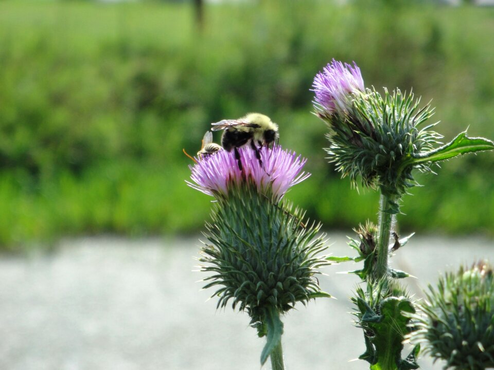 Bumble bug insect