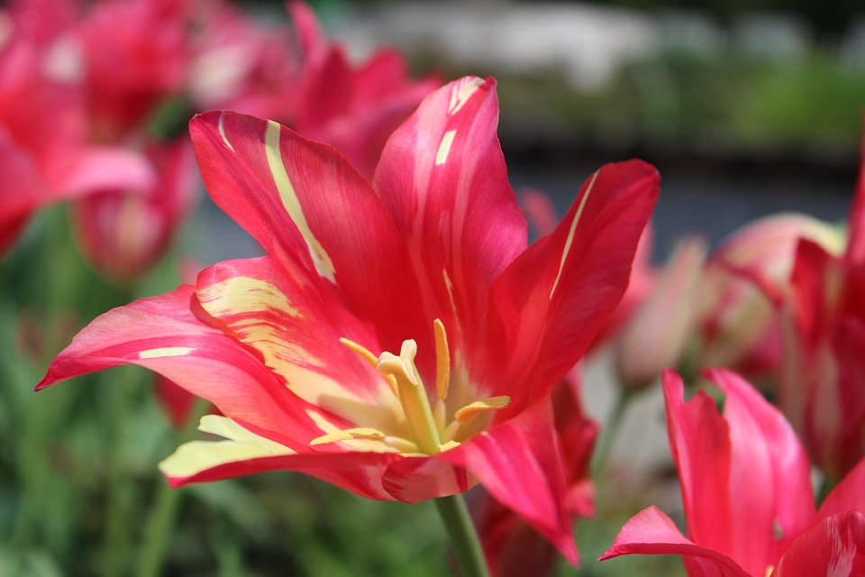 Spring red flower