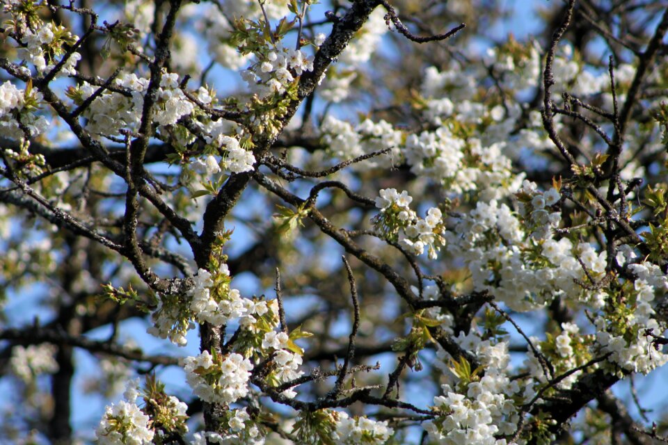 Cherry blossom spring blossom