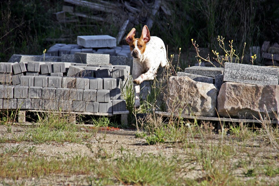 Pet animals jumping