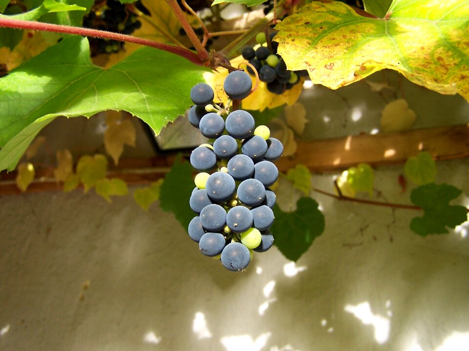 Grape tübingen vine