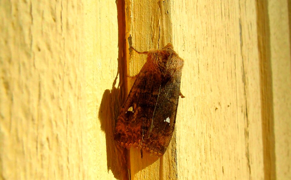 Insect nature sitting
