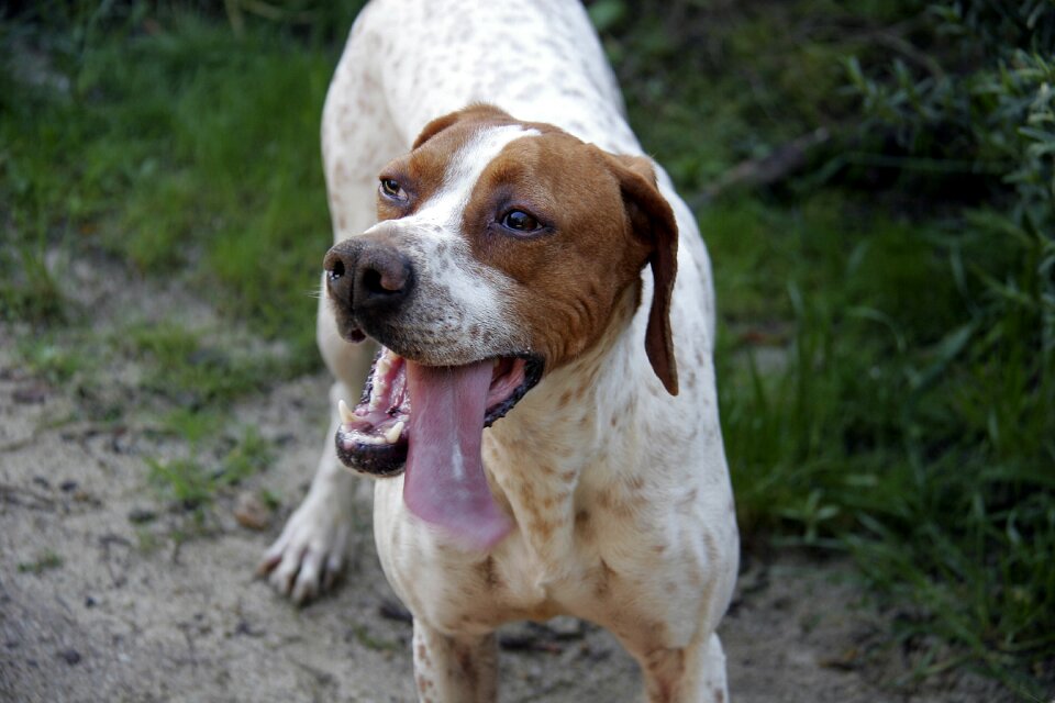 Hunting dog pet animals