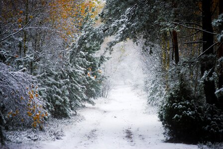 Snow fruit white