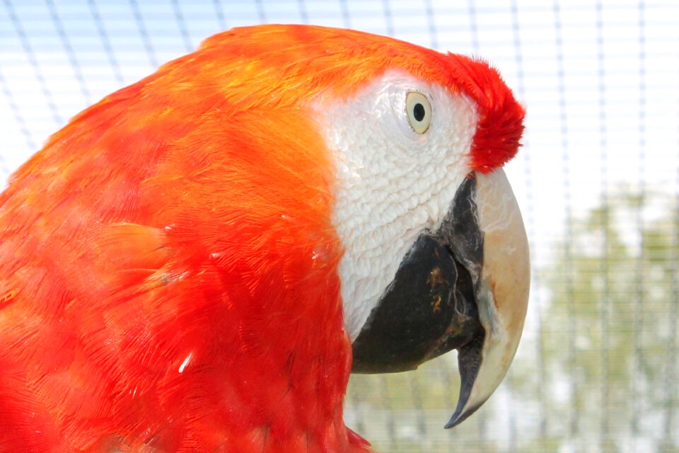 Bird colorful ara erythrocephala