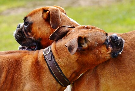 Sanctuary animals two