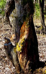 Animal the rodent nature
