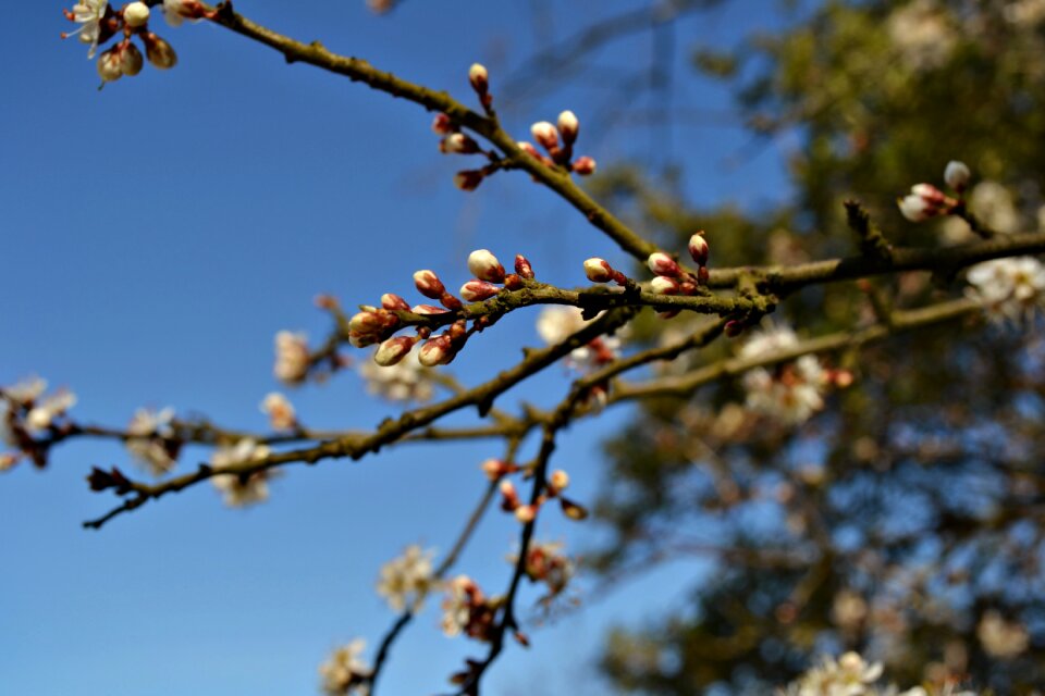 Branches spring blue sky