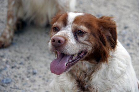 Pet animals pause photo