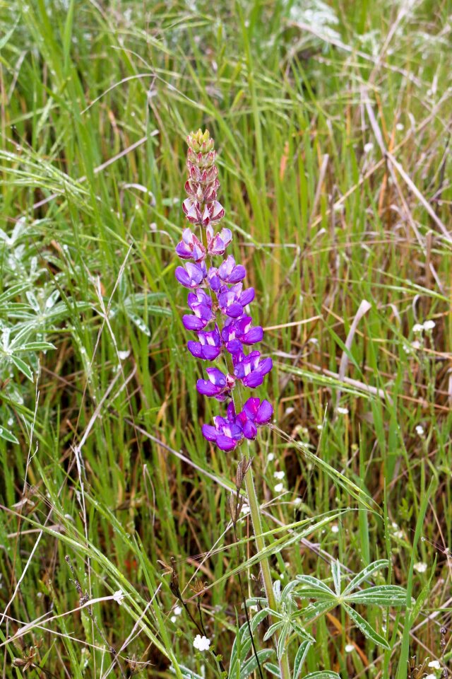 Wild flowers plant spring