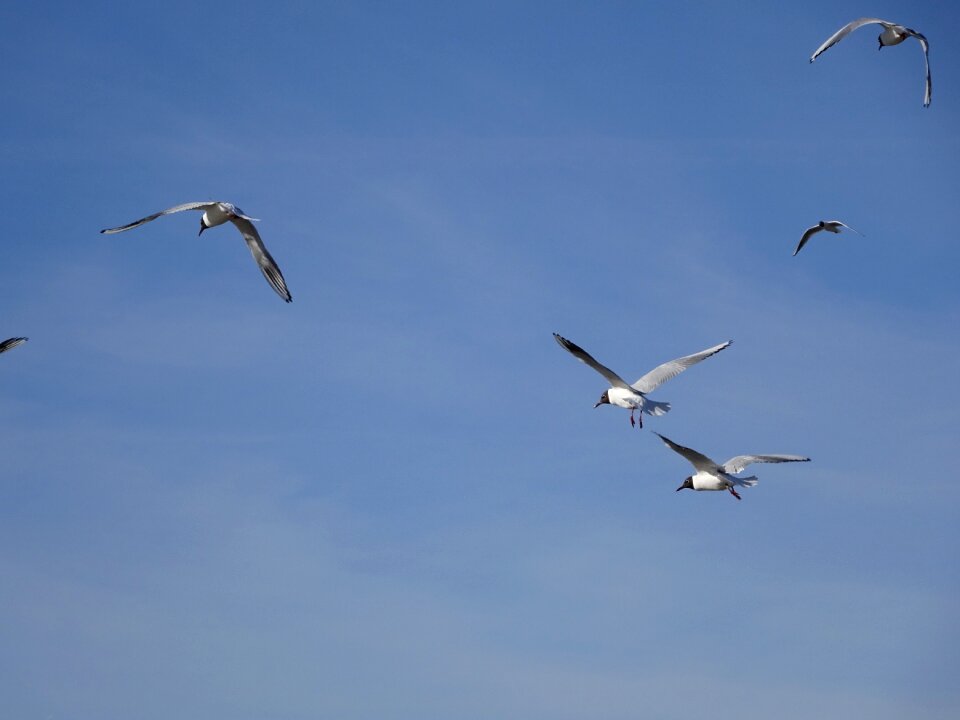 Seagull birds flying