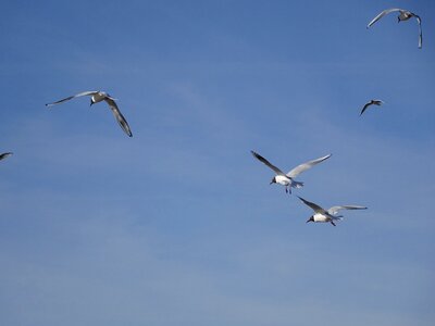 Seagull birds flying