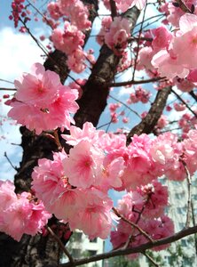 Cherry blossom pink spring