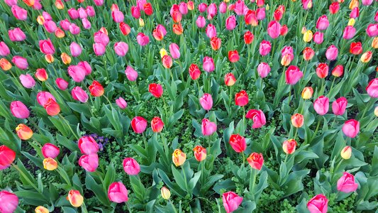 Flower tulip spring