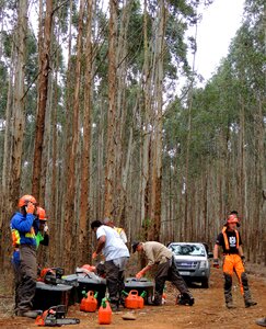 Forest lumberjack outdoors