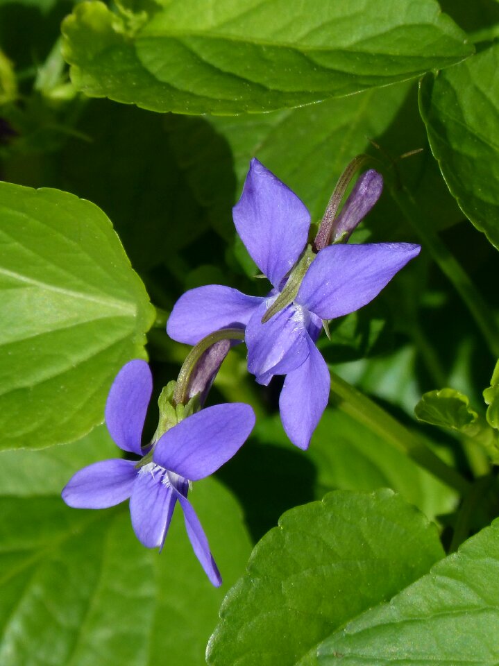 Lilac viola viola cucullata