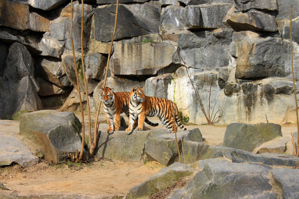 Predator enclosure animals