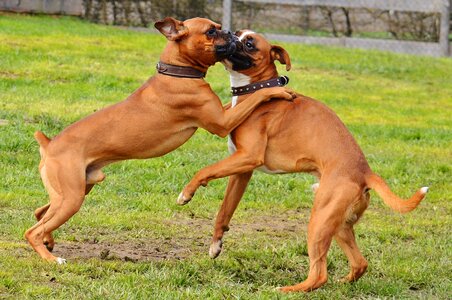 Sanctuary animal welfare animals