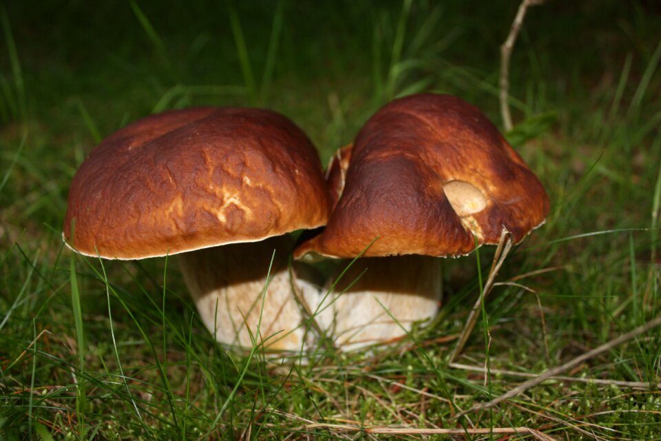 Natural edible autumn