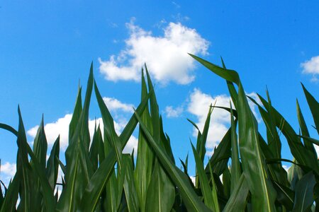 Nature agriculture cornfield