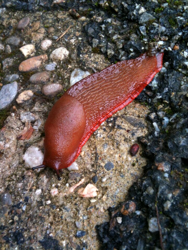Slug brown pebble