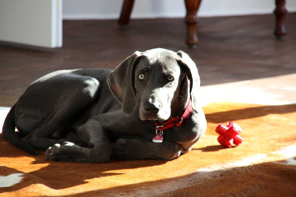 Weimaraner dog young dog photo