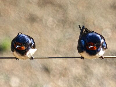 Swallow couple cable