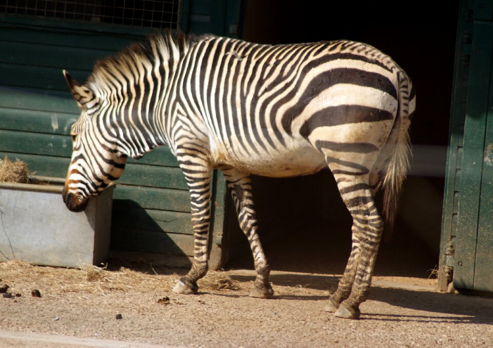Zoo stripe wild animals