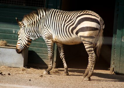 Zoo stripe wild animals photo