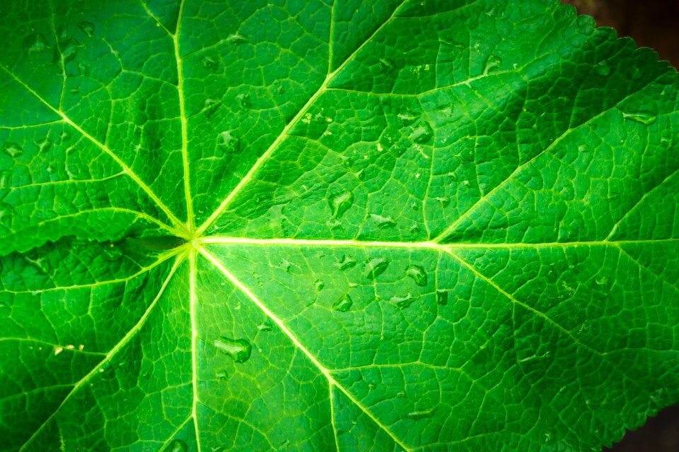 Green the leaves spring